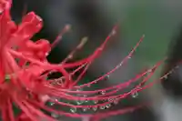 国宝 大法寺の自然