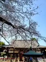 新井薬師（梅照院）の本殿