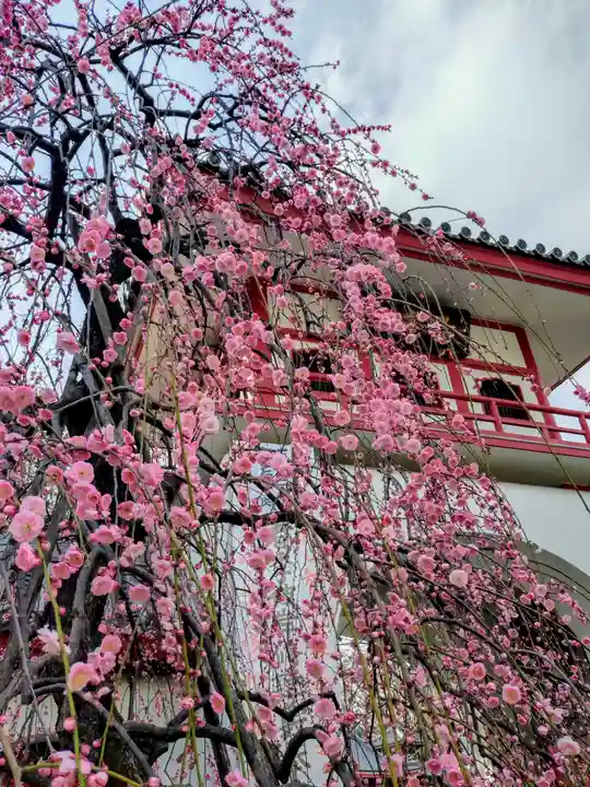 成願寺(東京都)