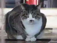 平等寺(因幡堂)の動物