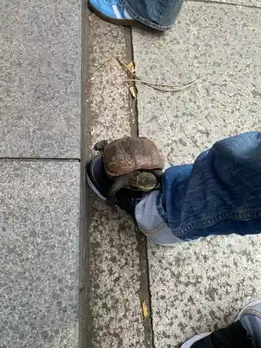 亀戸天神社の{uncategorized: "未分類", other: "その他", undefined: "問題あり", building: "その他建物", grave: "お墓", sacred_gate: "鳥居", guardian: "狛犬", statue: "像", buddha: "仏像", history: "歴史", nature: "自然", garden: "庭園", animal: "動物", pagoda: "塔", temizu: "手水舎", mountain_gate: "山門・神門", sanctuary: "本殿・本堂", subordinate: "末社・摂社", art: "芸術", scenery: "景色", jizo: "地蔵", ema: "絵馬", goshuin: "御朱印", omikuji: "おみくじ", items: "授与品その他", amulet: "お守り", goshuincho: "御朱印帳", eats: "食事", festival: "お祭り", votive_dance: "神楽", shichigosan: "七五三参", wedding: "結婚式", experience: "体験その他", initially: "初詣", around: "周辺", anti_infection: "感染症対策"}