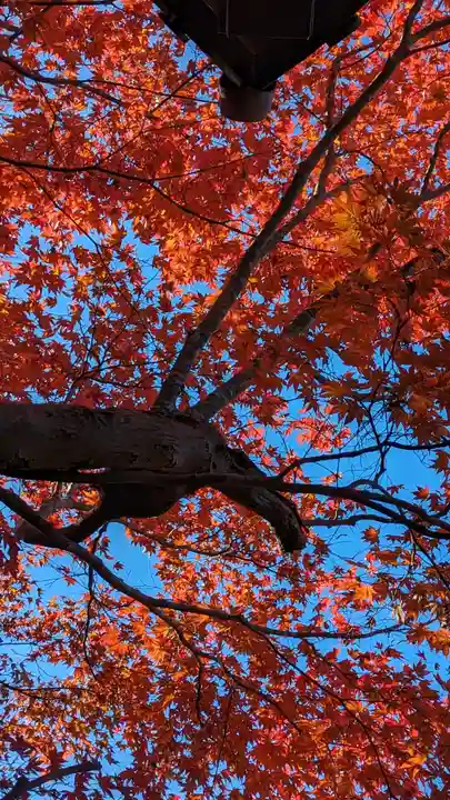 圓光寺(京都府)