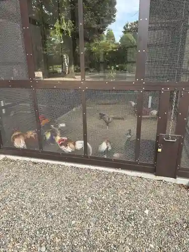 岩槻久伊豆神社(埼玉県)