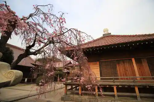 観音寺の本殿・本堂