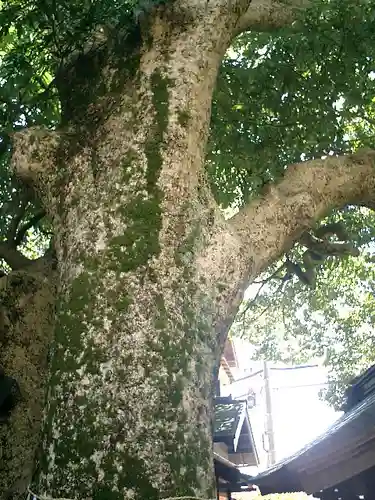 御霊神社の自然
