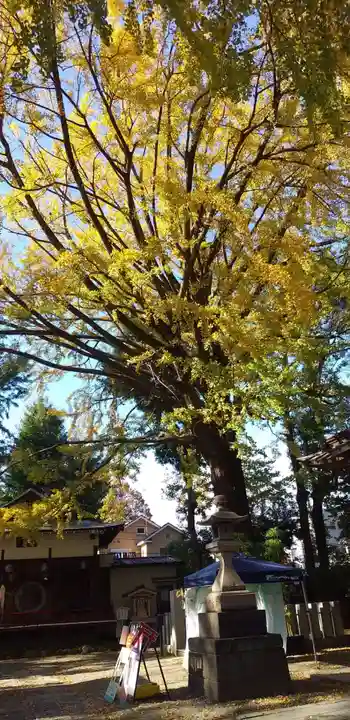 田無神社の自然
