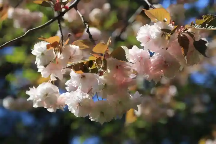 開成山大神宮の自然
