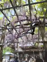 山田日吉神社の自然