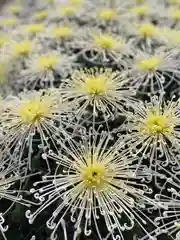 亀戸天神社の自然