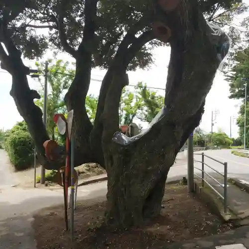 道路衢神の自然