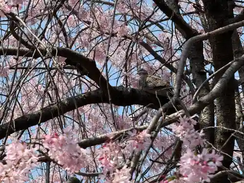 猿田彦神社(東京都)