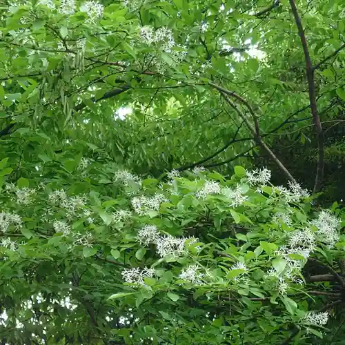 阿佐ヶ谷神明宮(東京都)