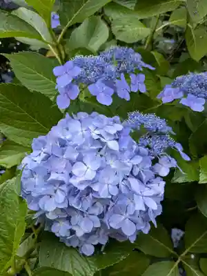 桜神宮(東京都)