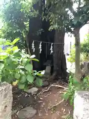 所澤神明社(埼玉県)