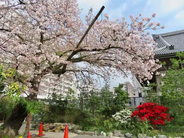 東本願寺の自然