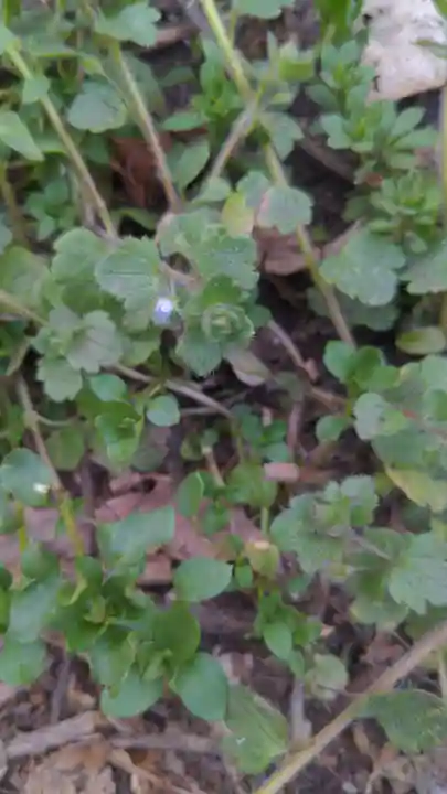 玉野御嶽神社の自然