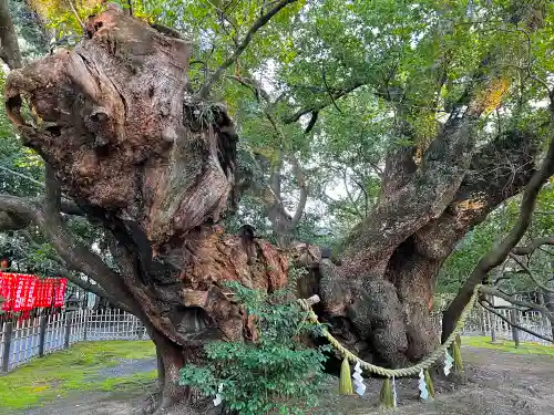 浜松八幡宮の自然