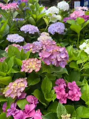 釜滝薬師金剛寺の{uncategorized: "未分類", other: "その他", undefined: "問題あり", building: "その他建物", grave: "お墓", sacred_gate: "鳥居", guardian: "狛犬", statue: "像", buddha: "仏像", history: "歴史", nature: "自然", garden: "庭園", animal: "動物", pagoda: "塔", temizu: "手水舎", mountain_gate: "山門・神門", sanctuary: "本殿・本堂", subordinate: "末社・摂社", art: "芸術", scenery: "景色", jizo: "地蔵", ema: "絵馬", goshuin: "御朱印", omikuji: "おみくじ", items: "授与品その他", amulet: "お守り", goshuincho: "御朱印帳", eats: "食事", festival: "お祭り", votive_dance: "神楽", shichigosan: "七五三参", wedding: "結婚式", experience: "体験その他", initially: "初詣", around: "周辺", anti_infection: "感染症対策"}