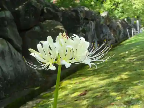 横浜　西方寺の自然
