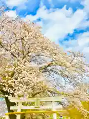 鹿嶋神社の自然