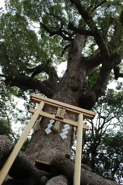 和泉國一之宮 大鳥大社の自然