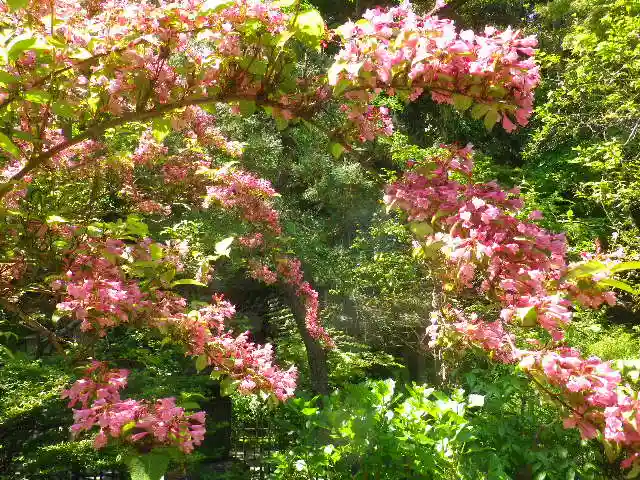 安國論寺(安国論寺)の自然