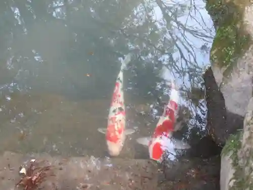 伊勢神宮内宮（皇大神宮）の動物