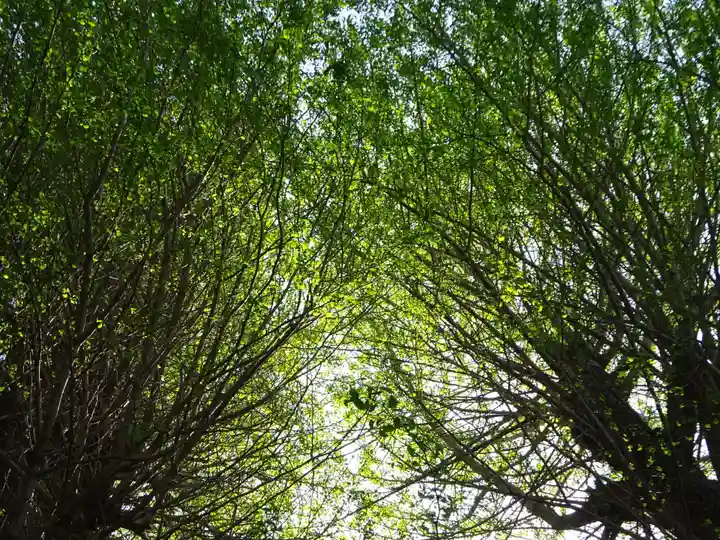 弥生神社の自然