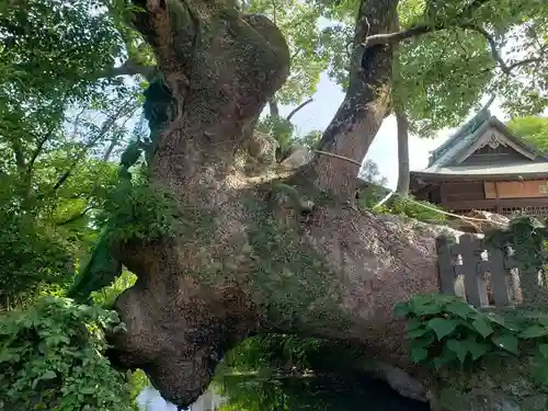 牛嶋天満宮の自然
