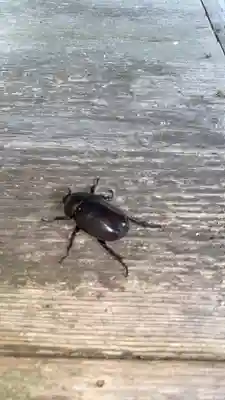 蟹井神社の動物
