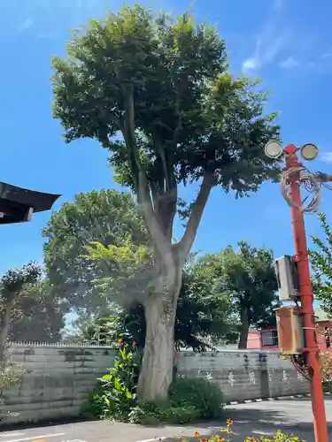 鷺宮八幡神社の自然
