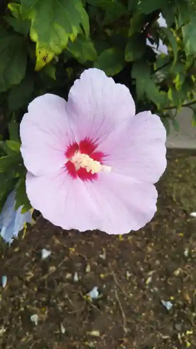 愛宕神社(隣接 三橋神社)の自然
