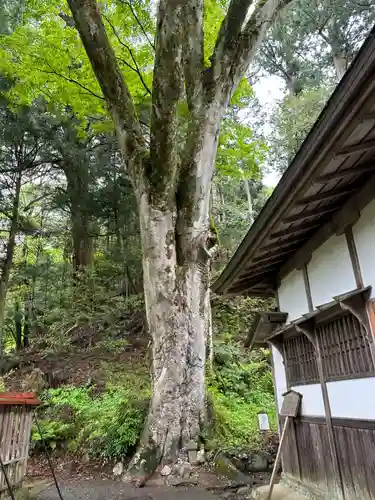 丹生川上神社（下社）(奈良県)
