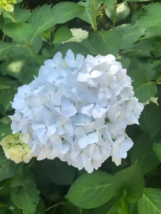 大聖寺(土浦大師不動尊)の自然