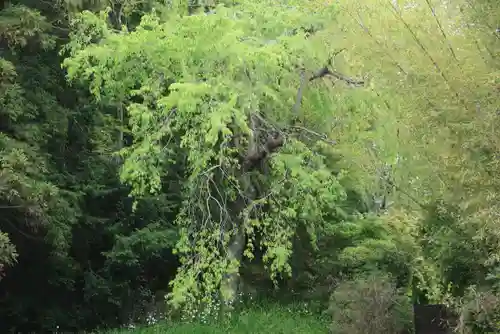 大六天麻王神社の自然