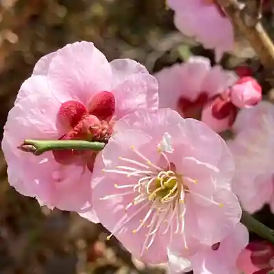 八王子成田山傳法院(東京都)