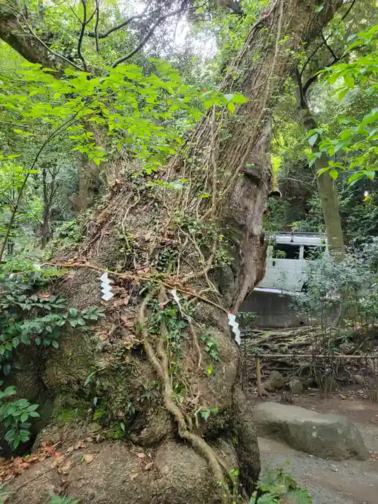 來宮神社(静岡県)