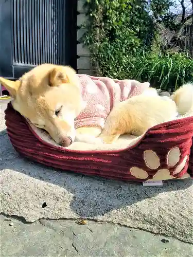 福島八幡宮の動物