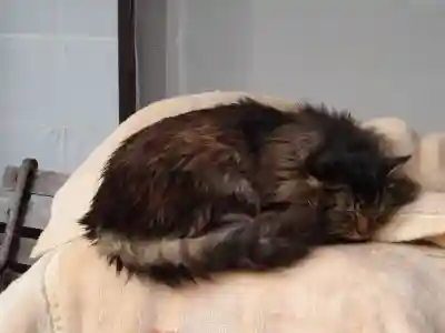 御誕生寺（猫寺）(福井県)