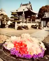 真言宗 善通寺派 薬王寺(香川県)