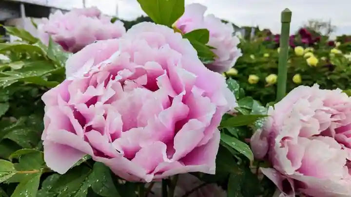 金蛇水神社(宮城県)