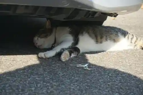 唐澤山神社の動物