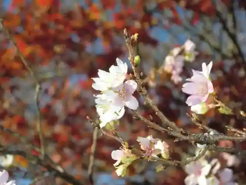 川見薬師寺の自然