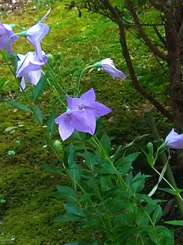 廬山寺（廬山天台講寺）(京都府)