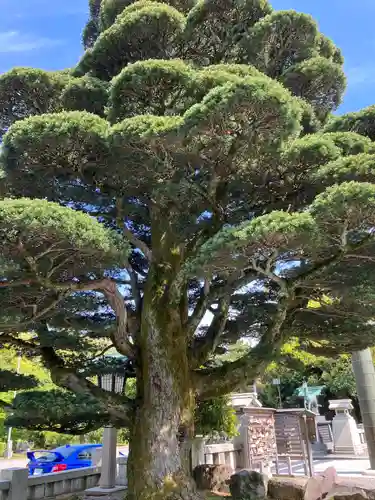 石川護國神社の庭園