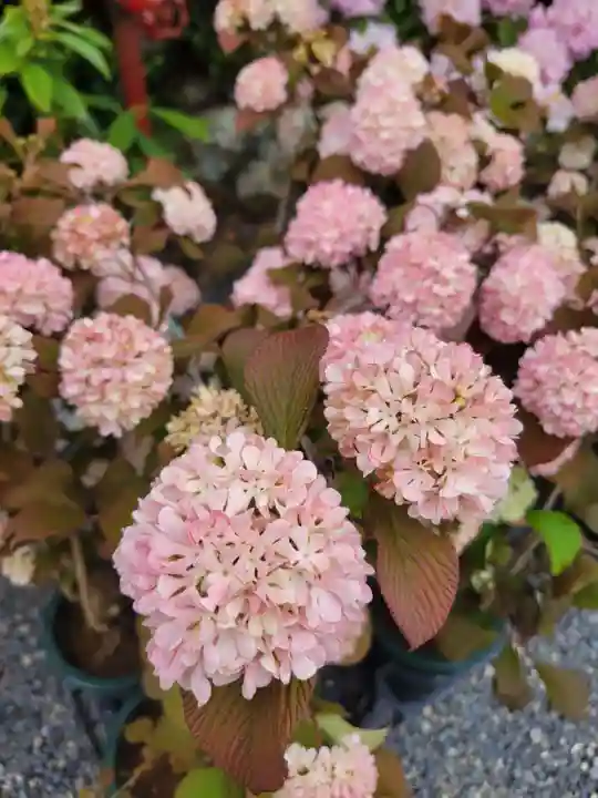 柳谷観音 楊谷寺(京都府)