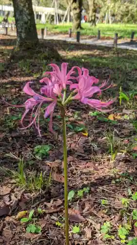 平野神社(京都府)