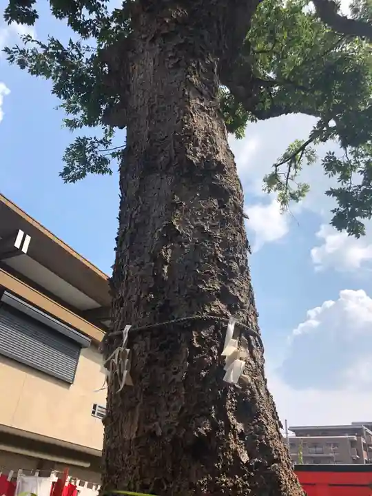 難波熊野神社の自然