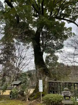 十輪寺(京都府)