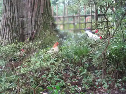 大崎八幡宮(宮城県)